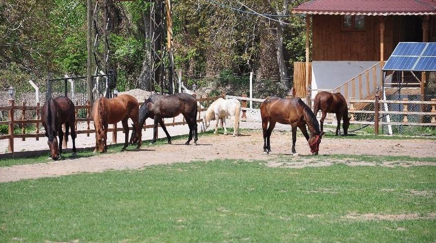 Atlara Rahatlamaları İ&ccedil;in M&uuml;zik Dinletiyor