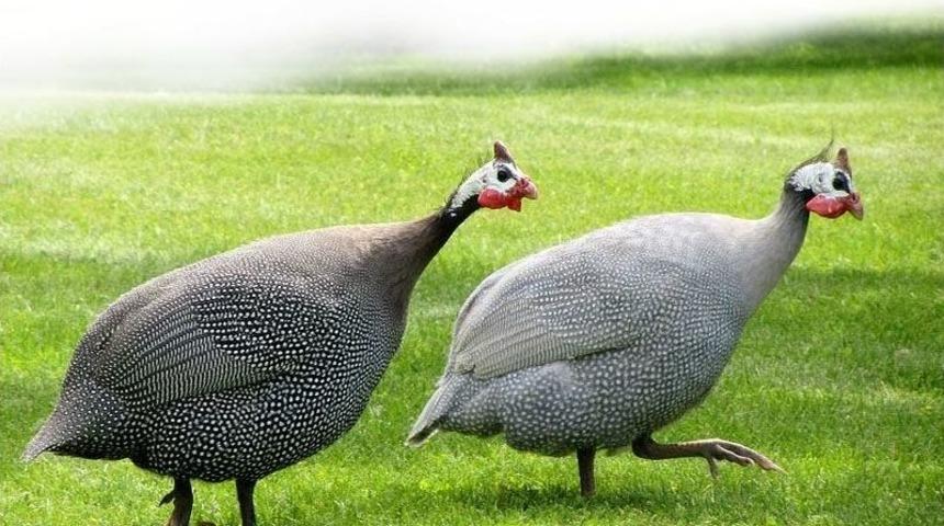 Ordu Yaban Hayatına Bin Sülün