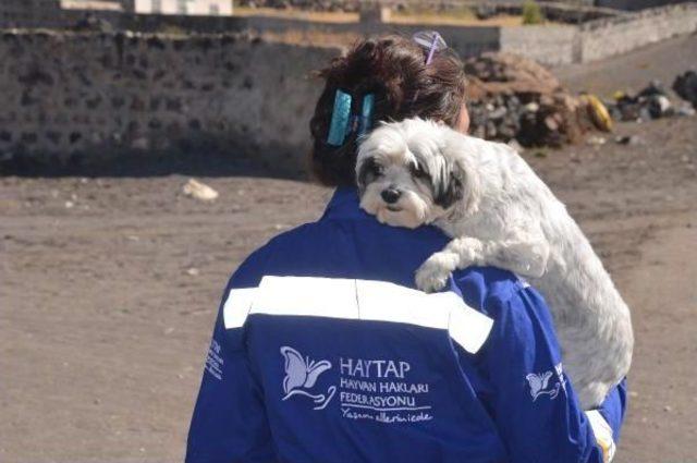 Yavru Köpeğin Ölümüne Neden Olan Tekmeler, Cep Telefonu Kamerasında 1
