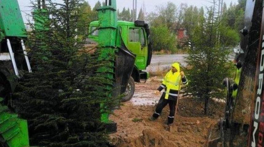 Altıntaş&rsquo;ta Ağa&ccedil; Nakil &Ccedil;alışmaları