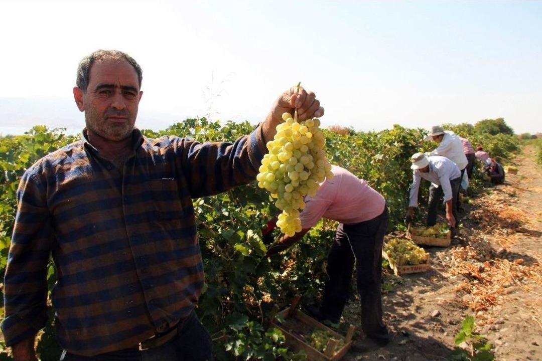 Elazığ&rsquo;da En &lsquo;hoş &Uuml;z&uuml;m&rsquo; Hasadı