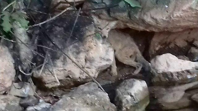 (&ouml;zel Haber) A&ccedil; Ve Hasta Tilki Yavrusu Milli Parklar Şefliğine Teslim Edildi 1