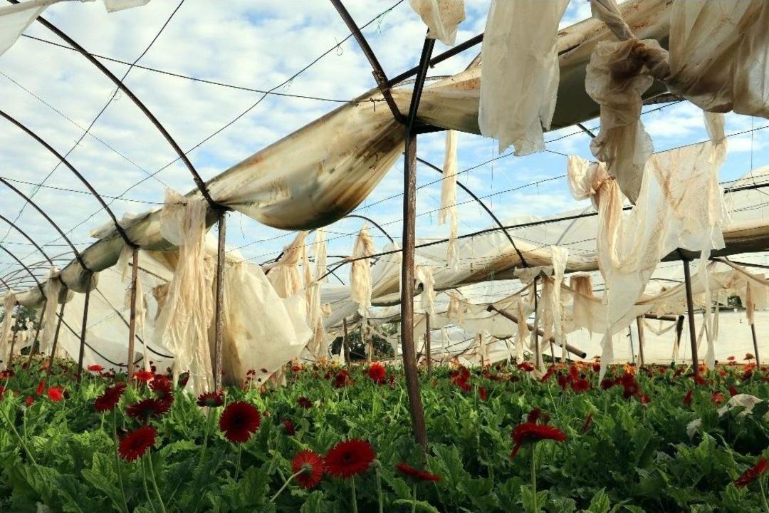 Hortum Seraları Hasat Zamanında Vurdu