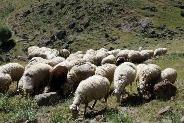 Orman Ve Su İşleri Başkanlığı Eskişehir&rsquo;deki Orman Mahallelerinde Yaşayan Vatandaşlara Destek 1
