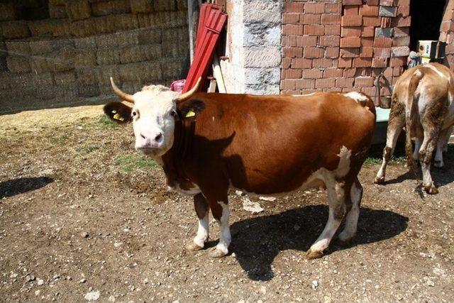 Orman Ve Su İşleri Başkanlığı Eskişehir&rsquo;deki Orman Mahallelerinde Yaşayan Vatandaşlara Destek 2