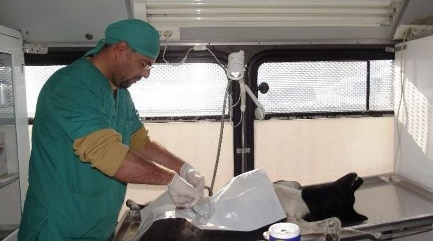 Gevaş&rsquo;ta Sokak K&ouml;pekleri Rehabilite Edildi