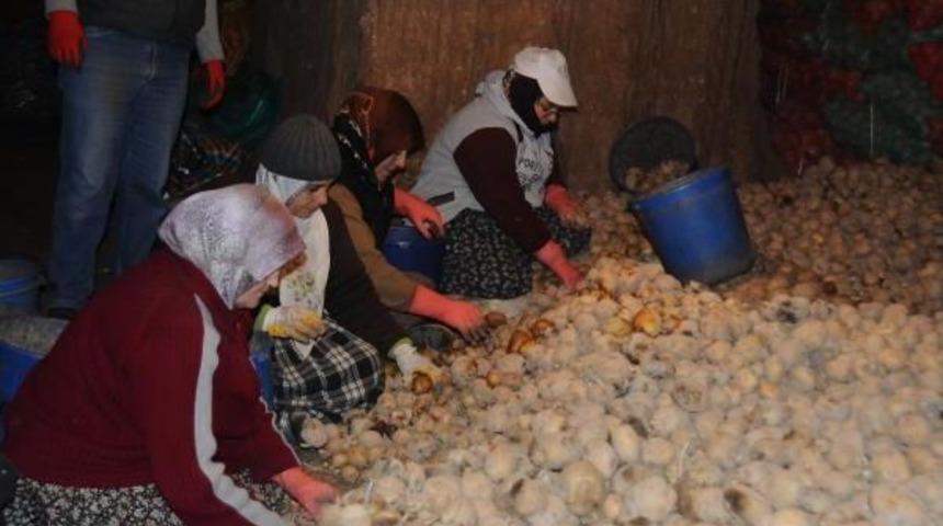 Nevşehir Ziraat Odası Başkanı: 'patates Fiyatlarında Spek&uuml;latif Artış Olmaz'