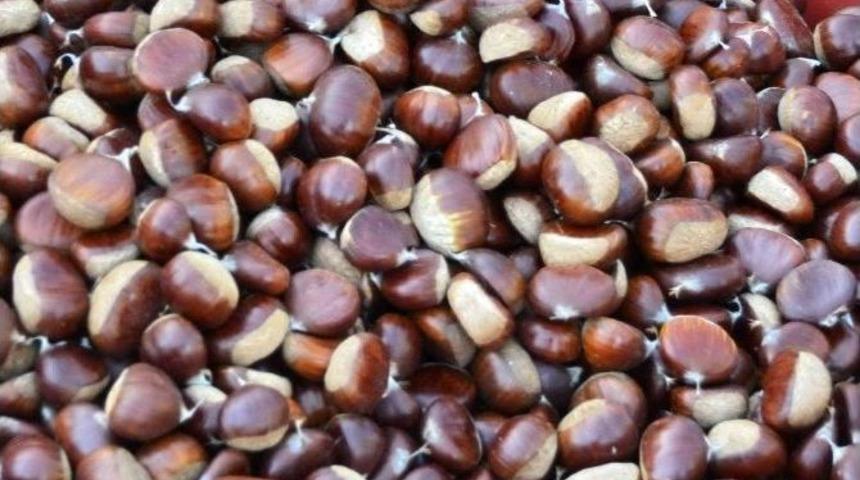 Organik Kestane Zam Şampiyonu