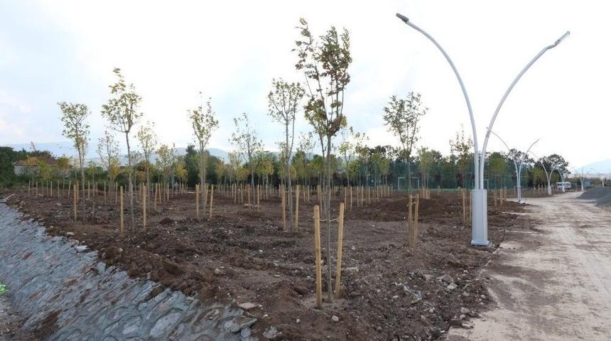 Yenik&ouml;y Sahiline 15 Farklı T&uuml;r Ağa&ccedil;