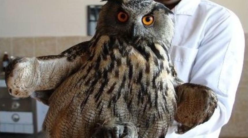 Lokman Hekim&rsquo;den Avcılara Uyarı