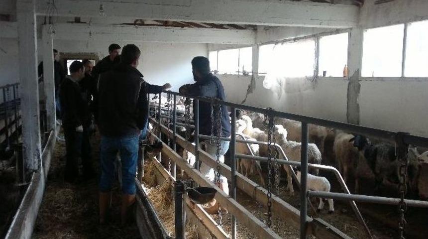 Koyunların Telef Olduğu K&ouml;y Karantina Altına Alındı