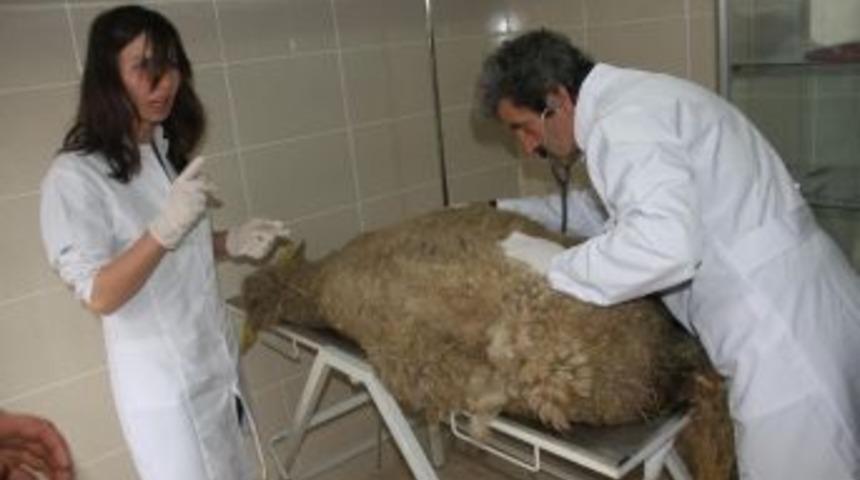 Gebe Koyuna Hastanede Tedavi