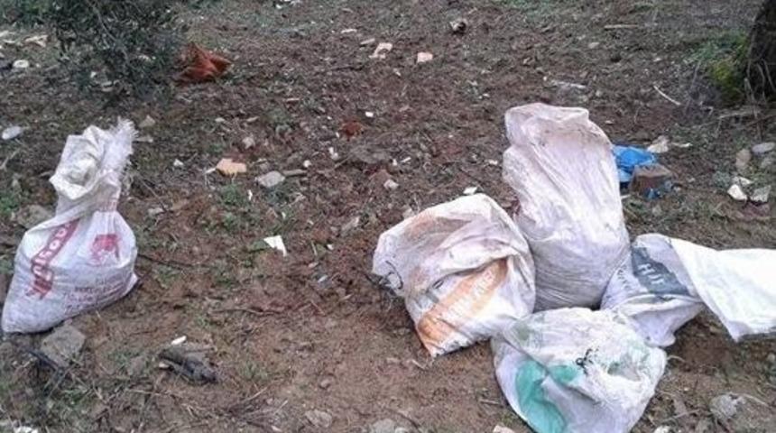 Burhaniye&rsquo;de Zeytin Hırsızlarına Ge&ccedil;it Yok