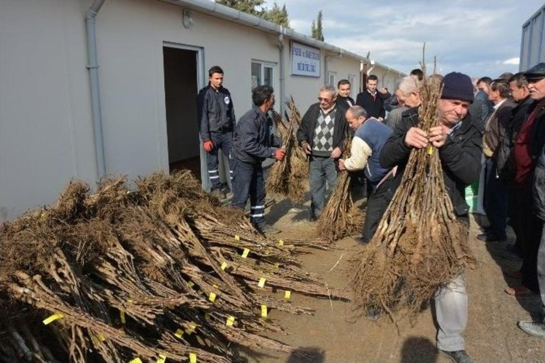 Yuntdağlı &Ccedil;ift&ccedil;ilere 3 Bin Ceviz Fidanı Dağıtıldı