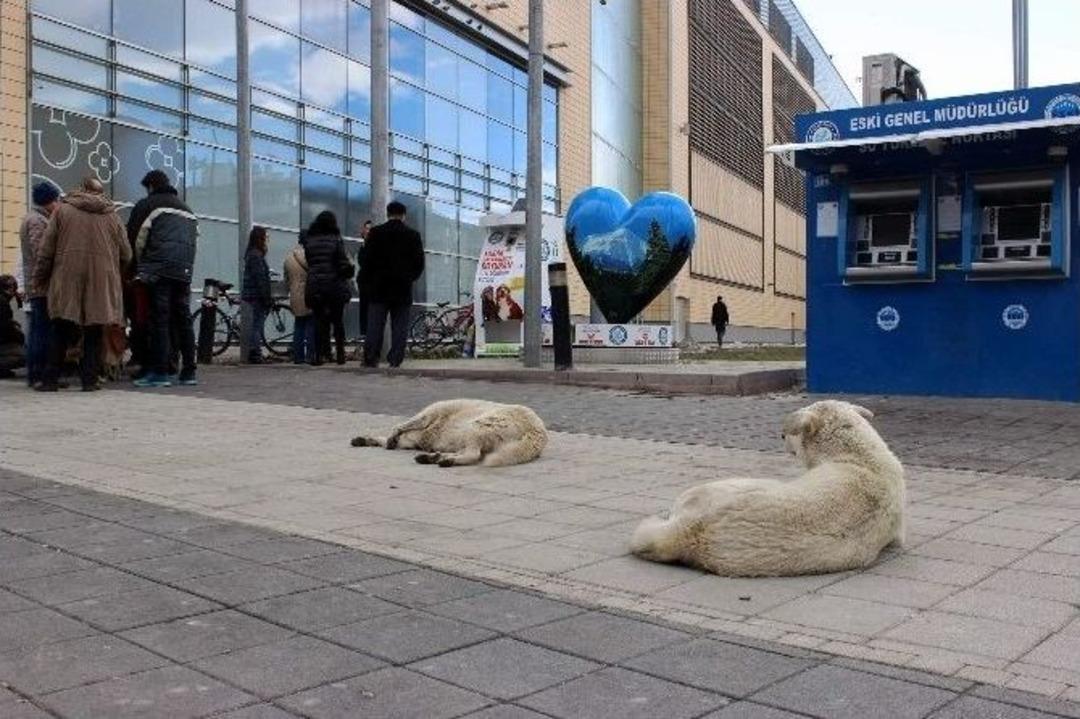 Bu Mama Kutusu G&uuml;neş Enerjisi İle &Ccedil;alışıyor