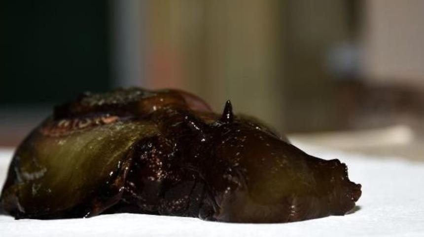 &Ccedil;anakkale'de Ilk Kez G&ouml;r&uuml;len Deniz Tavşanı &Ouml;ld&uuml;