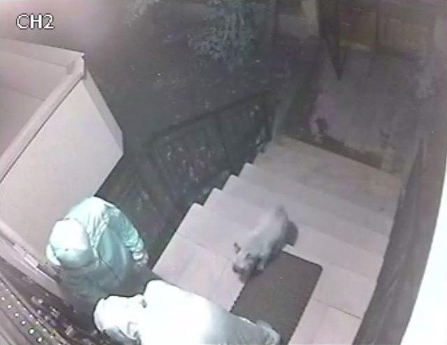 &Ccedil;aldıkları K&ouml;peği Geri Getiren Hırsızlar Kamerada 1