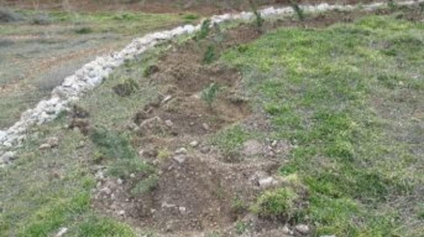 Kuruyan Fidanların Yerine Yenisi Dikiliyor