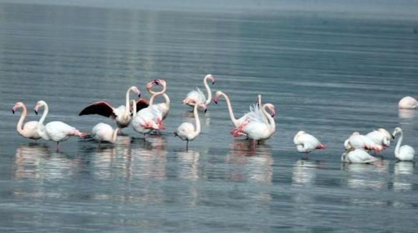 Alsancak Kuş Limanı