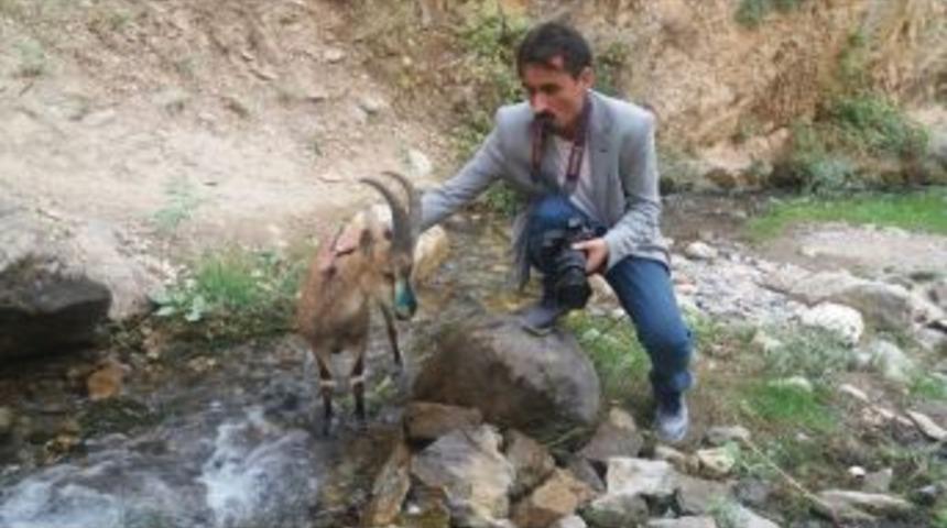 Beyin Kanaması Ge&ccedil;iren Yaban Ke&ccedil;isi Telef Oldu