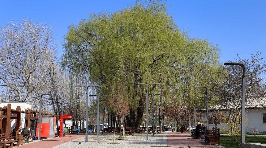 &Ccedil;ankaya Park, Uğur Mumcu Parkı Oluyor