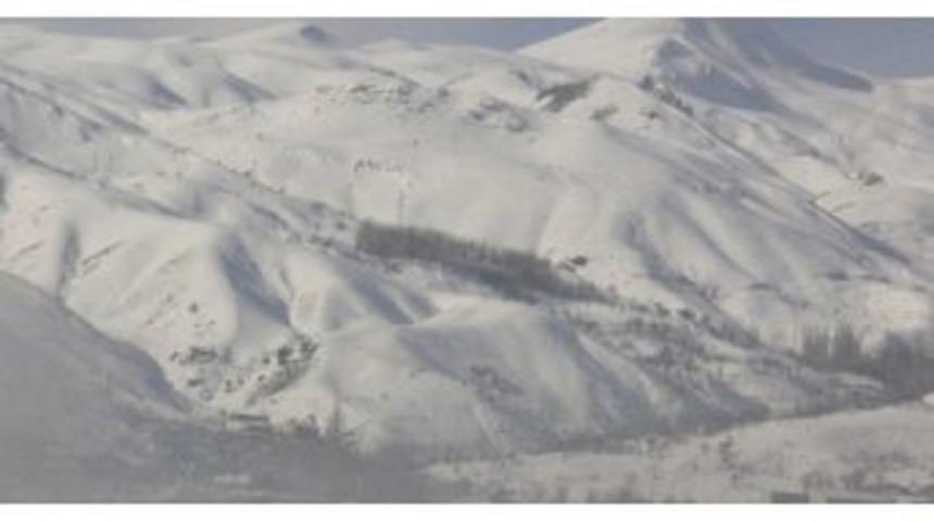 A&ccedil; Kurtlar K&ouml;ydeki K&ouml;pekleri Par&ccedil;aladı