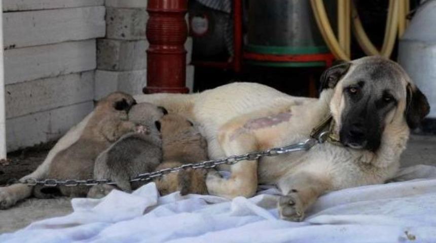 'şımarık' Yavrularına Kavuştu