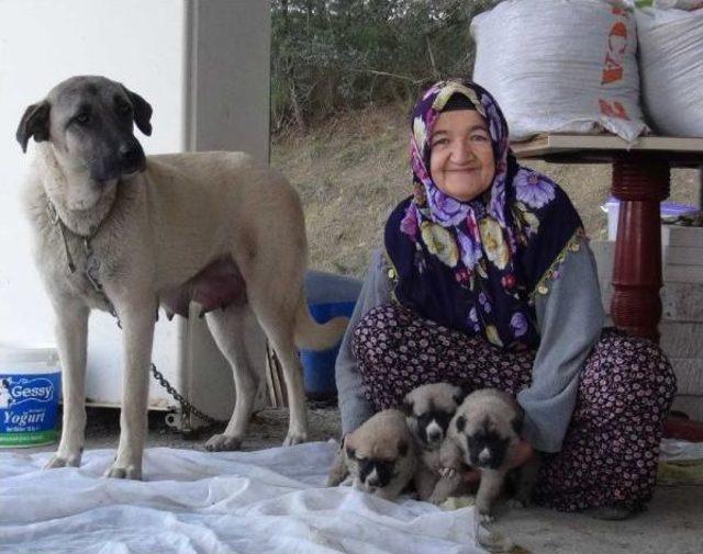 'şımarık' Yavrularına Kavuştu