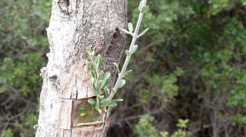 Yabani Zeytin Ağa&ccedil;larını Aşılanıyor