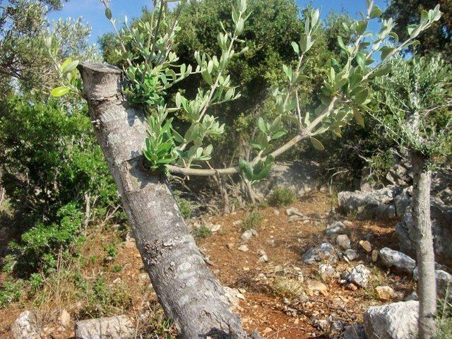 Yabani Zeytin Ağaçlarını Aşılanıyor