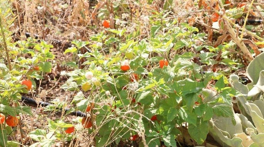 Eczacılık Fak&uuml;ltesi Serasında Y&uuml;zden Fazla Tıbbi Bitki Yetiştiriliyor