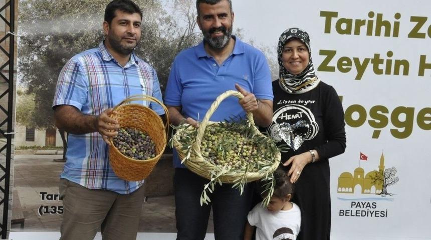 13 Asırlık Ağa&ccedil;ta Zeytin Hasadı