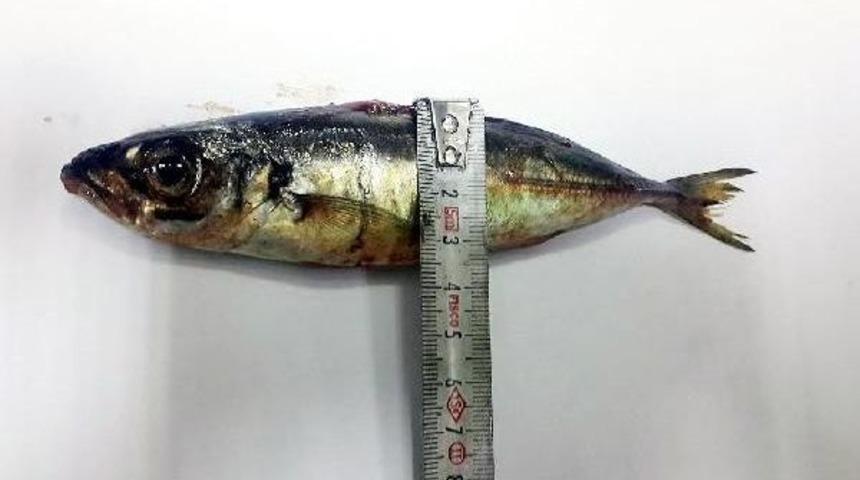 "şifa Olsun" Diye Yuttuğu 16 Cm Boyundaki Canlı Istavrit &Ouml;ld&uuml;r&uuml;yordu