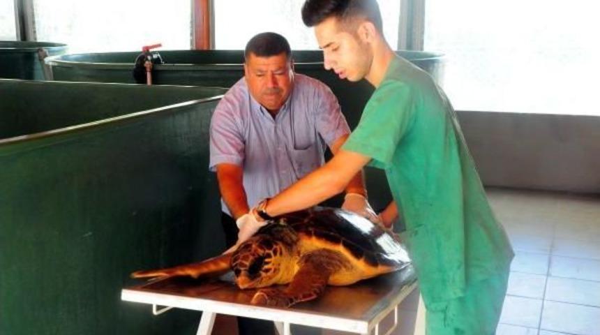 Tedavi Edilen 16 Deniz Kaplumbağası Doğal Yaşamına Bırakıldı