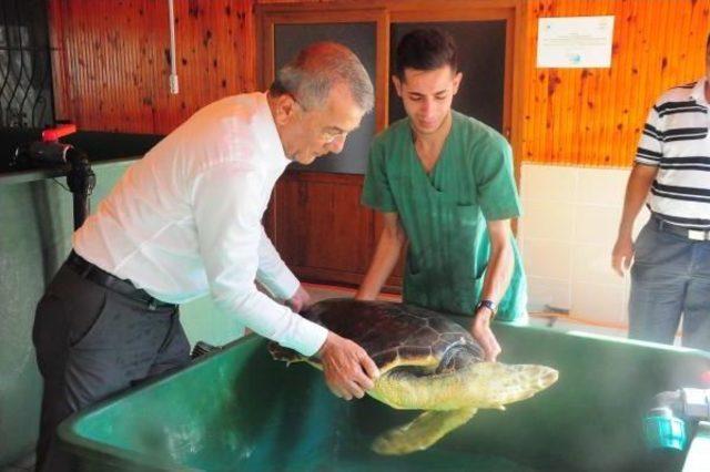 Tedavi Edilen 16 Deniz Kaplumbağası Doğal Yaşamına Bırakıldı