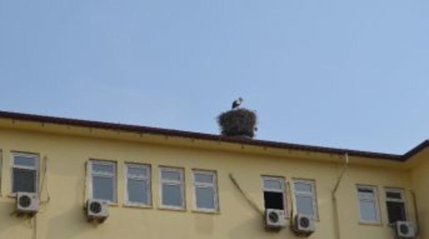 Leylekler Iğdır’a Erken Geldi