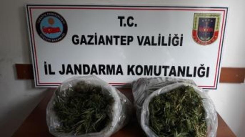 Gaziantep&rsquo;te Evin &Ccedil;atısına Ekili 32 K&ouml;k Hint Keneviri Ele Ge&ccedil;irildi