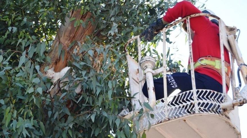 İtfaiyeden Kedi Kurtarma Operasyonu