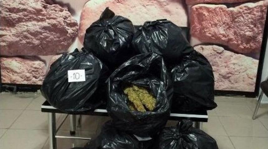 Sivas&rsquo;ta 55 Kilo Esrar Ele Ge&ccedil;irildi