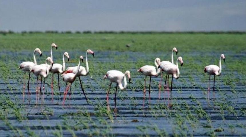 Sultansazlığı Kuş Cenneti'ne 9 Milyon Metreküp Can Suyu