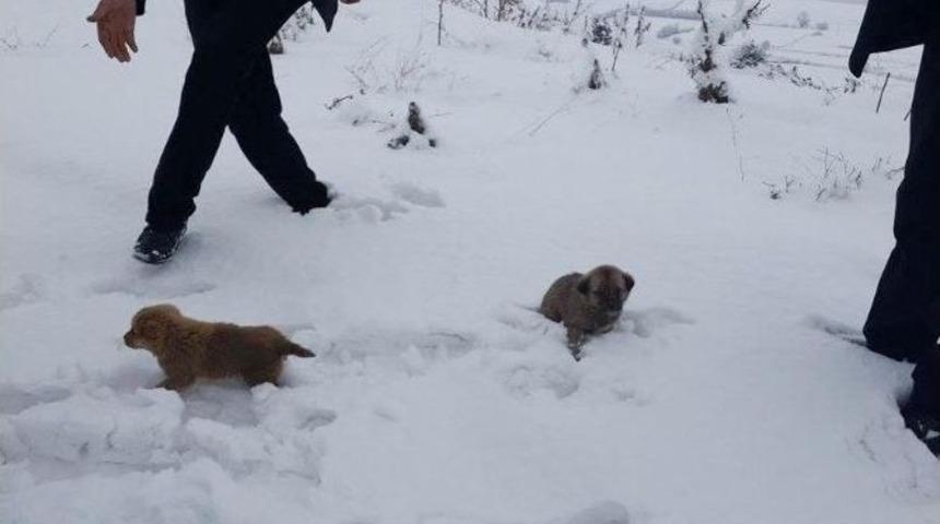 3 Yavru K&ouml;pek Donmaktan Son Anda Kurtarıldı