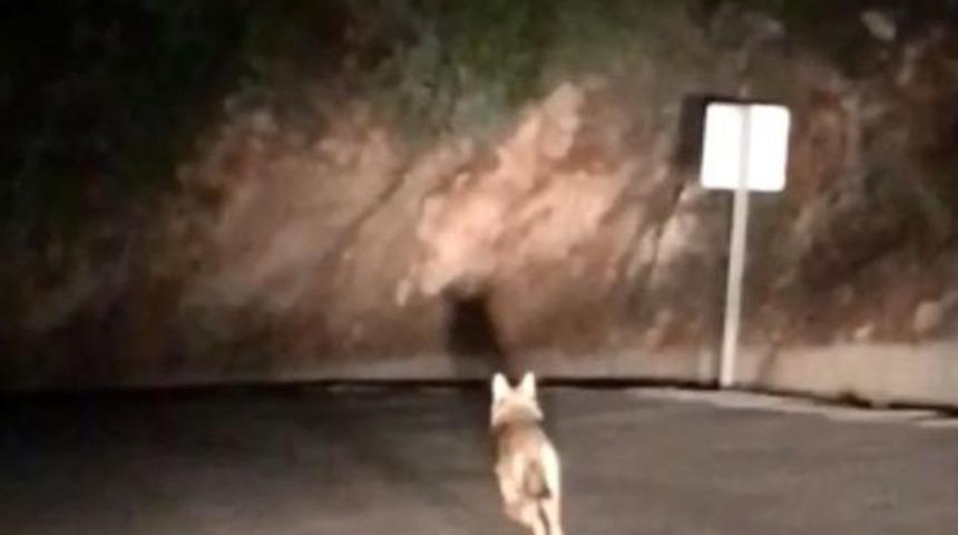 Tahtalı Zirvesinde A&ccedil; Kalan Kurtlar Yola Indi