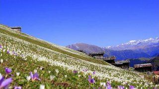 Doğu Karadeniz ‘Vargit’ Çiçekleri Ile Beyaza Büründü