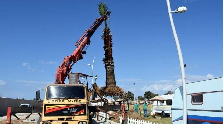 Aliağa Belediyesi&rsquo;nden Ağapark&rsquo;a Palmiye Takviyesi