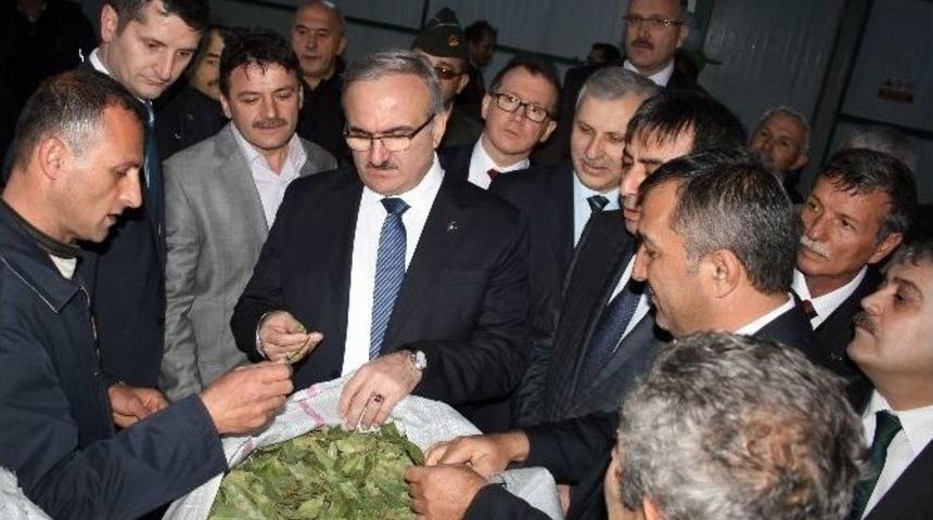 Karacabey’e Defne Kurutma Tesisi