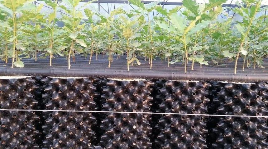 D&uuml;nyada &ldquo;kara Elmas&rdquo; Olarak Bilinen Tr&uuml;f Mantarı &Uuml;lke Ekonomisine Kazandırılıyor