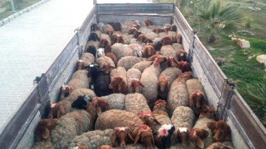 Suriye Sınırında Ka&ccedil;ak&ccedil;ılık Operasyonu: 5 G&ouml;zaltı