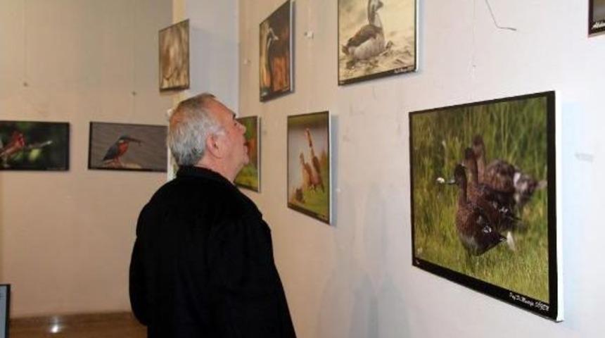 Zonguldak Kuşları Fotoğraf Sergisi Ilgi G&ouml;rd&uuml;