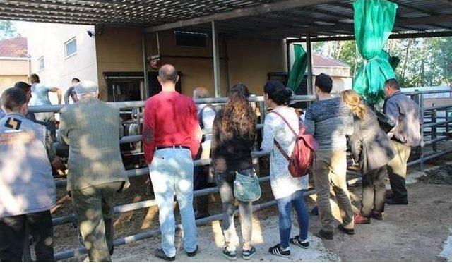 Vize&rsquo;de 12 Gen&ccedil; &Ccedil;ift&ccedil;iye 72 B&uuml;y&uuml;kbaş Hayvan Dağıtıldı 1