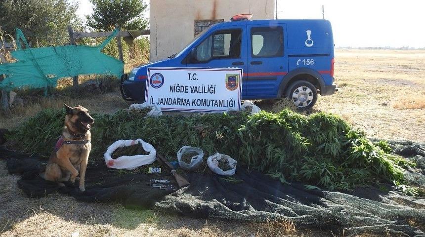 Niğde&rsquo;de Zehir Tarlası Ortaya &Ccedil;ıktı